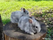 Vând iepuri cap de leu 