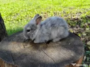 Vând iepuri cap de leu 