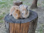 Vând iepuri cap de leu 