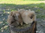 Vând iepuri cap de leu 