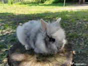 Vând iepuri cap de leu 