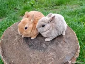 Vând iepurasi Rex pitic 