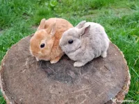 Vând iepurasi Rex pitic 