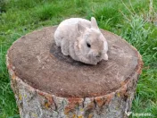 Vând iepurasi Rex pitic 