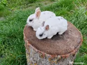 Vând iepurasi Rex pitic 