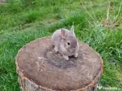 Vând iepurasi Rex pitic 