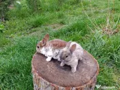 Vând iepurasi Rex pitic 