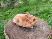 Vând iepurasi Rex pitic 