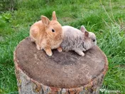 Vând iepurasi Rex pitic 