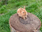 Vând iepurasi Rex pitic 