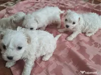 bichon maltez mascul 