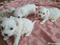 Bichon maltez mascul