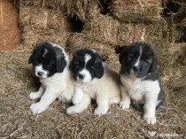 Ciobanesc de Bucovina