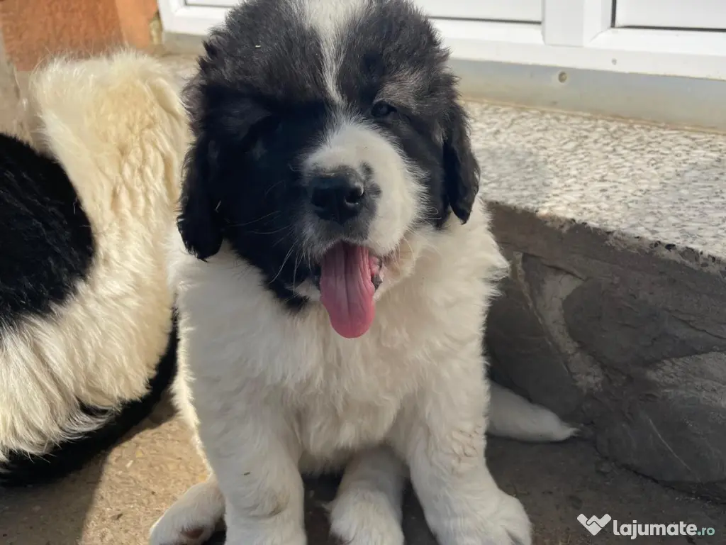 Ciobanesc de Bucovina