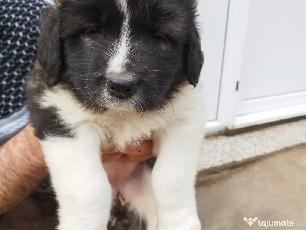 Ciobanesc de Bucovina