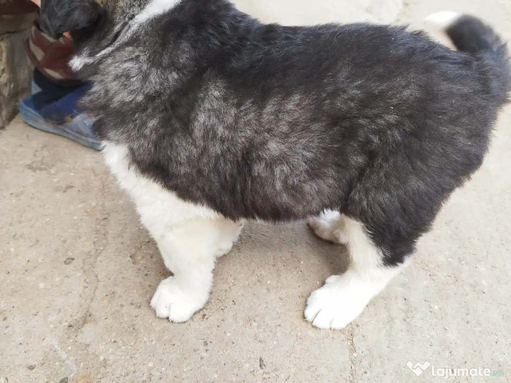 Ciobanesc de Bucovina