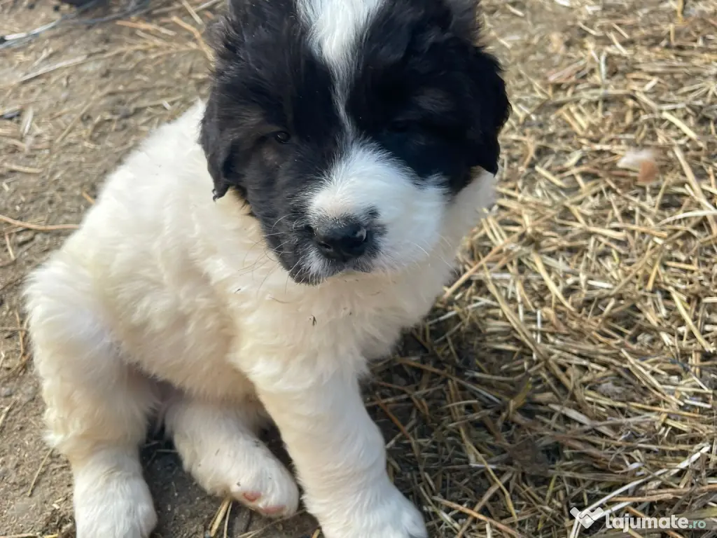 Ciobanesc de Bucovina