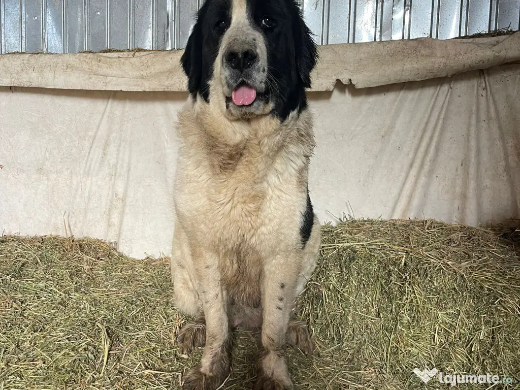 Ciobanesc de Bucovina