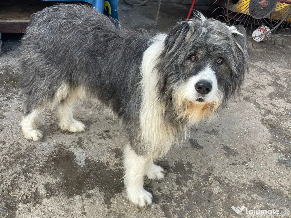 Ciobanesc de Bucovina