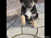 Caut familie iubitoare pentru catelusi-adoptie 