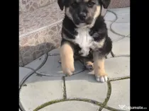 Caut familie iubitoare pentru catelusi-adoptie