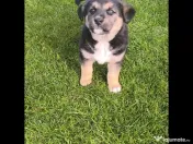 Caut familie iubitoare pentru catelusi-adoptie 