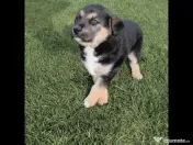 Caut familie iubitoare pentru catelusi-adoptie 