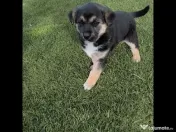 Caut familie iubitoare pentru catelusi-adoptie 