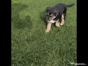 Caut familie iubitoare pentru catelusi-adoptie 