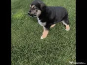 Caut familie iubitoare pentru catelusi-adoptie 