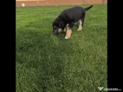 Caut familie iubitoare pentru catelusi-adoptie 