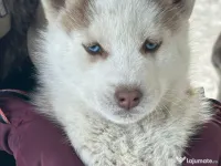 Mascul husky disponibil 