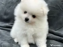pui pomeranian