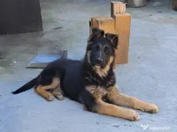 Femela ciobanesc german 