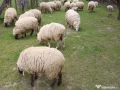 Oi tinere de vanzare cu sau fara miei 