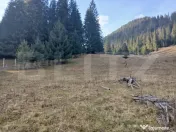 Teren intravilan în Dorna Arini, 1.25 ha, bonus 20 ari tere 