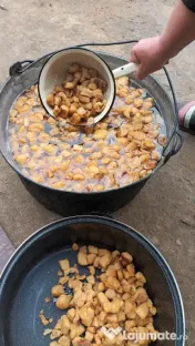 Vând bio,crescuți bio 