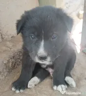 Donez cățeluși jucăuși! 