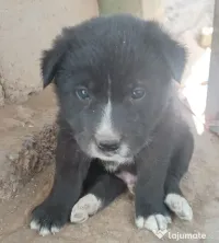 Donez cățeluși jucăuși! 
