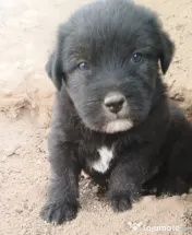 Donez cățeluși jucăuși! 