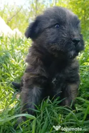 Donez cățeluși jucăuși! 