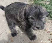 Donez cățeluși jucăuși! 