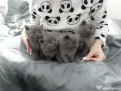 Pui british shorthair blue 