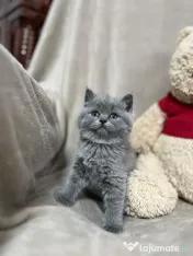 Pui british shorthair blue 
