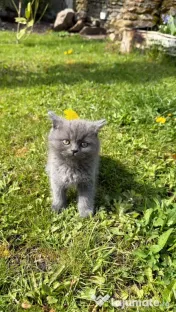 Pui british shorthair blue 