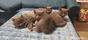 Pui british shorthair blue 
