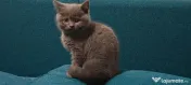 Pui british shorthair blue 