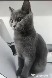 Pui british shorthair blue 