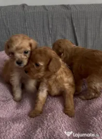 Pui de poodle miniature (poodle pitic)