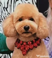 Pui de poodle miniature (poodle pitic)